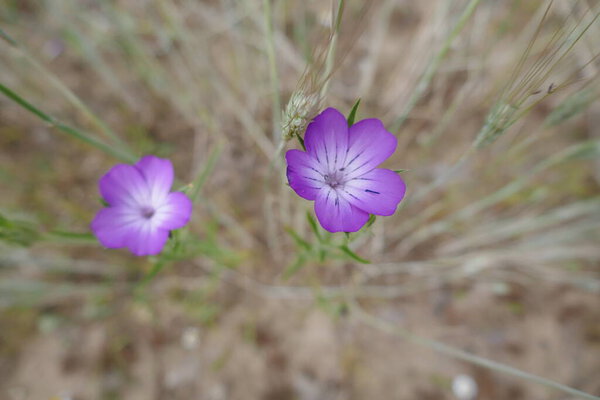 крупный план Agrostemma Githago L в июне
