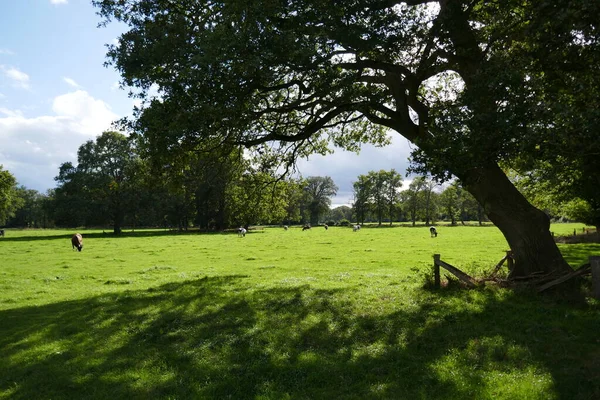 Rustgevende Beeld Van Koeien Grazen Zonnige Weide Onderdeel Van Bosrijk — Stockfoto