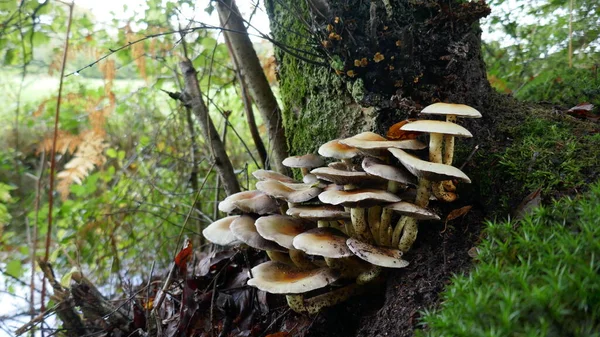 Escena Otoñal Grupo Setas Creciendo Árbol Con Bosque Prado Fondo — Foto de Stock