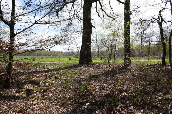 Lugar Tranquilo Bosque Principios Primavera Con Vista Paisaje Del Prado —  Fotos de Stock