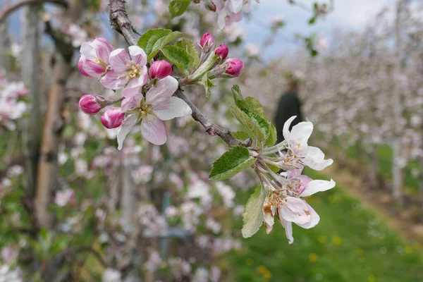 Vislumbre Pomar Com Fileiras Macieiras Flor Primavera — Fotografia de Stock