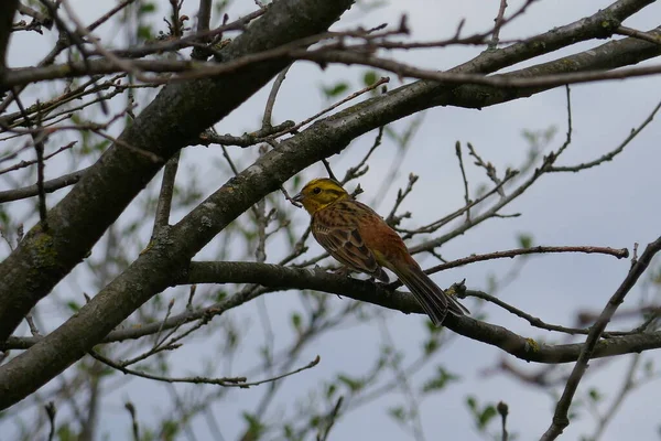 Yellowhammer Siedzi Gałęzi Gołego Drzewa Wiosną — Zdjęcie stockowe