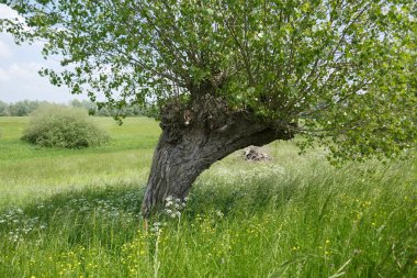 crooked willow and green grasses in Dutch river landscape near Deventer, The Netherlands