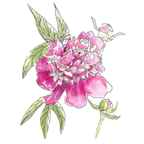 Isolated peony on white background. Sketch style