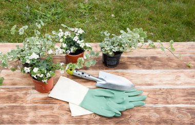 Tenceredeki beyaz çiçek tohumları nakil için masanın üzerinde ve bir spatulayla yeşil eldivenler.