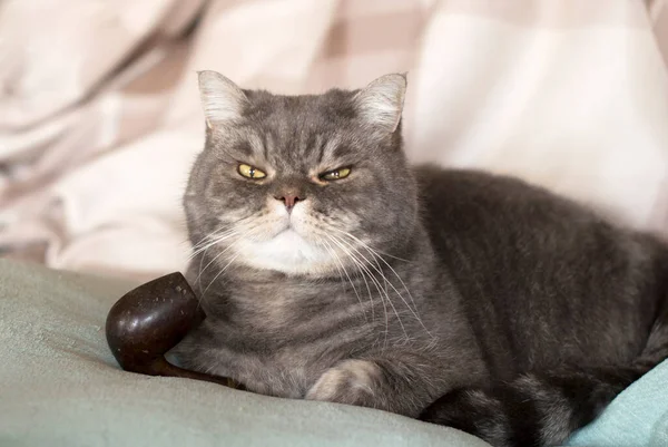 An important gray adult cat lies on a smoking pipe and looks straight into the eyes — Fotografia de Stock