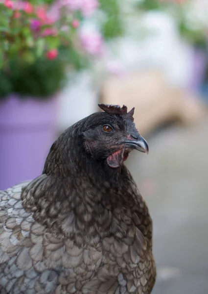 Portrait of a gray hen with a small scallop close up, the hen looks straight into the eyes — Foto Stock