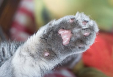 Fluffy gray cat paw with soft pads clipart
