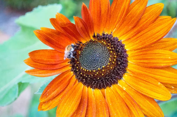 Bourdon moelleux ramassant du pollen sur un grand tournesol aux pétales orange, fond — Photo