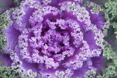 Sebze bahçesinde yeşil yapraklı dekoratif mor lahana çekirdeği.