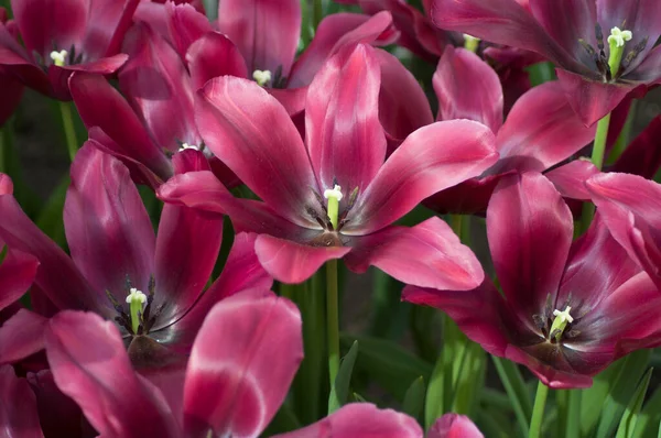 Vibrante roxo escuro tulipas abertas, close-up, fundo natural — Fotografia de Stock