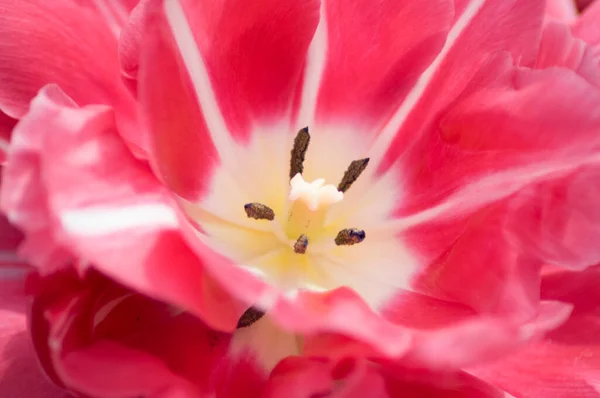 Centro de tulipa rosa macrofotografia, textura de fundo natural — Fotografia de Stock