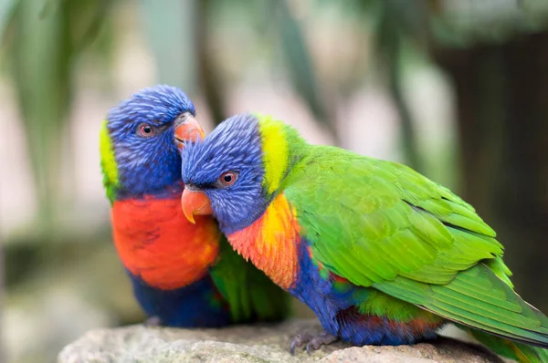 Brillante multicolore arcobaleno lorikeet pappagallo pennello pennello l'uno all'altro, primo piano, sfondo naturale — Foto Stock