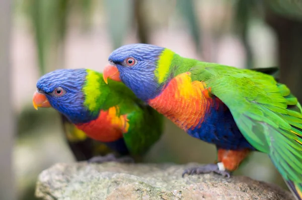 Luminoso multicolore arcobaleno pappagalli lorikeet sedersi a distanza ravvicinata, sfondo naturale — Foto Stock