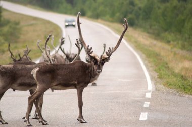 Ren geyiği Laponya 'da bir grupta yürüyor, doğal bir geçmişi var.