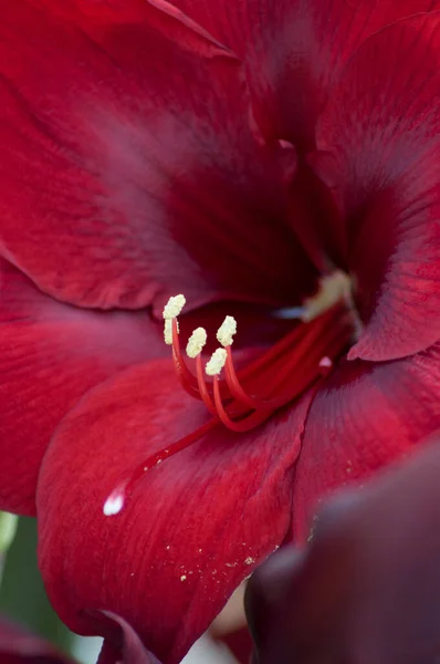 Stameny i pistil jasnoburgundowy amaryllis, makrofotografia, naturalne tło — Zdjęcie stockowe