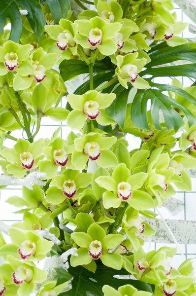 Fundo da orquídea verde cymbidium, painel de flores naturais, no parque Keukenhof — Fotografia de Stock