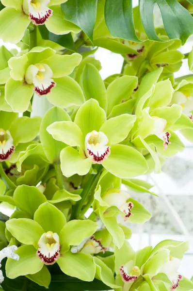 Fundo da orquídea verde cymbidium, painel de flores naturais, no parque Keukenhof — Fotografia de Stock