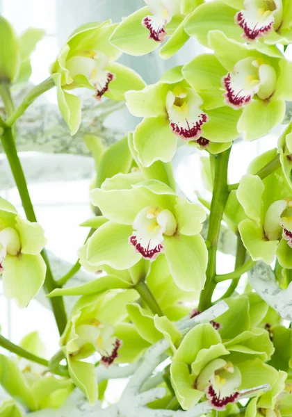Fundo da orquídea verde cymbidium, painel de flores naturais, no parque Keukenhof — Fotografia de Stock
