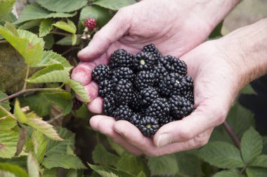 Erkek elleri bir avuç taze böğürtlen topluyor, meyve topluyor, hasat yapıyor, mevsimlik bahçıvanlık yapıyor.