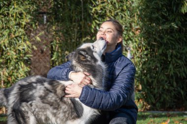 Alaska 'lı Malamute' uyla şakalaşan bir kadın, sevgi dolu bir şekilde yüzünü yalıyor, güneşli bir parkta evcil hayvan ve sahibi arasındaki arkadaşlık ve arkadaşlık bağını güçlendiriyor.