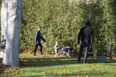 Aile bahçede çalışır, sonbahar sarısı yaprakları temizler, adam onları sepetle toplar, ve karısı bambu çitlerin etrafında koşar, köpeğiyle oynar, ve güneşli bir günde açık havayı sever.