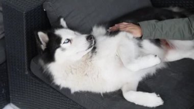 Kanepede rahat bir şekilde uzanırken, yumuşacık Sibirya kabuğunu okşayan bir kadın. Köpek dinleniyor ve sahibinden sevgi dolu bir dokunuşun keyfini çıkarıyor.