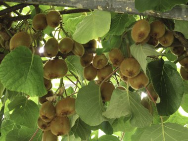 Kivi ağacı kivi kırpma ile dolu