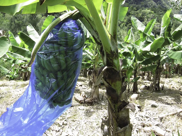 Una mano di banane nella piantagione di banane Fotografia Stock