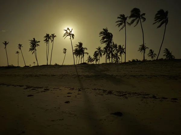 Západ slunce na tropické pláži s palmami Stock Obrázky
