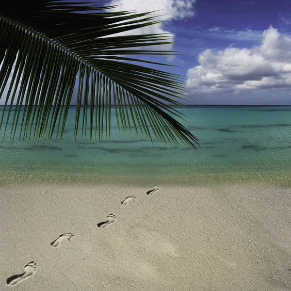 Ayak tropik sahil kumu yazdırır — Stok fotoğraf