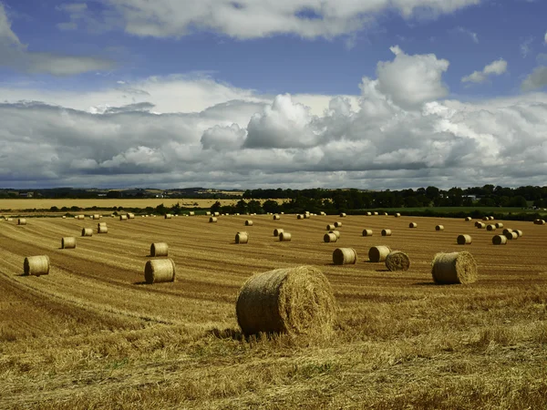 Reaped straw field and rows of straw — Stock Photo, Image