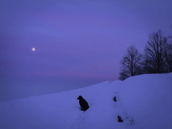 Bonita paisagem de inverno nevado com cão e lua — Fotografia de Stock