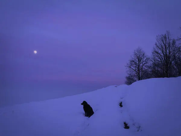 犬と月と美しい雪に覆われた冬の風景 ストック画像