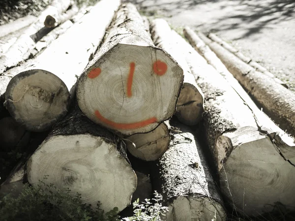 Cut tree trunks and smiling trunk in a forest — Stock Photo, Image