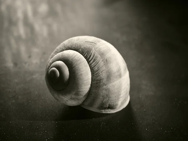 Slak shell — Stockfoto