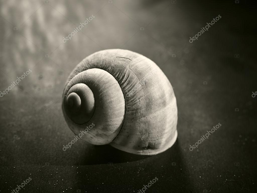 Coquille Escargot Images Libres De Droit Photos De Coquille Escargot Depositphotos