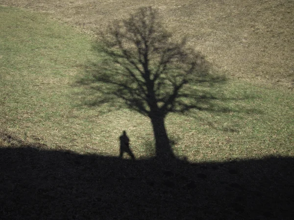 Shadows of a man and a tree — Stock Photo, Image