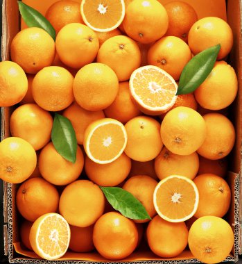 Sweet fresh and juicy oranges clipart