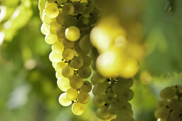Ветвь спелого белого винограда Стоковая Картинка