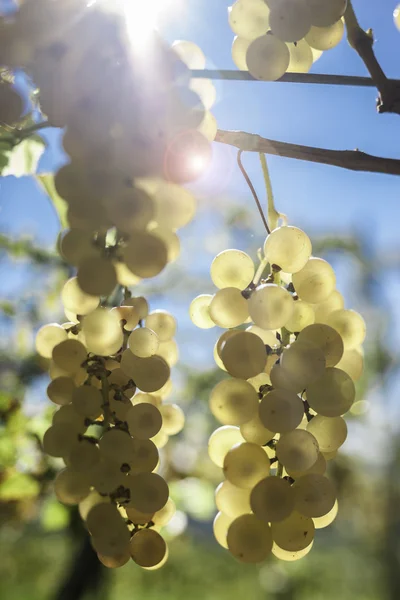 Pobočka zralé bílé hroznové víno v září vertikální — Stock fotografie