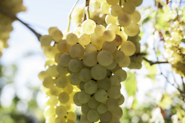 Pobočka zralé bílé hroznové víno v září vodorovně — Stock fotografie