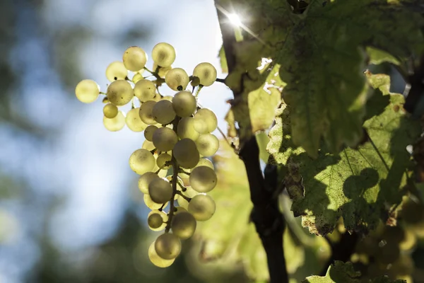 Rama de uva blanca madura con hojas verdes en septiembre —  Fotos de Stock