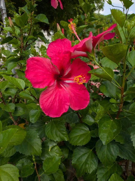 Wild Cayenne Chinese Rose Flower Deep Red Color Green Leafy — Stock Photo, Image