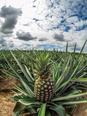 Çiftlikteki bir ananasın yakın çekimi. 