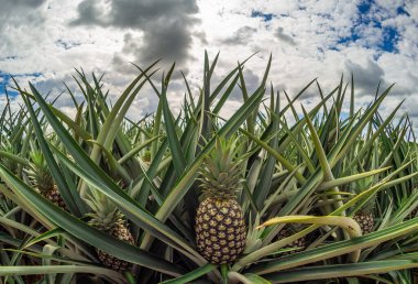 Çiftlikteki bir ananasın yakın çekimi.