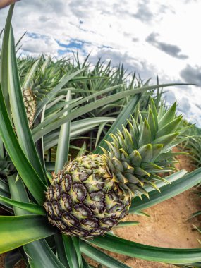 Çiftlikteki bir ananasın yakın çekimi. 