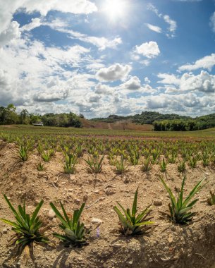 Bulutlu mavi gökyüzü ile ananas filizlendirme 