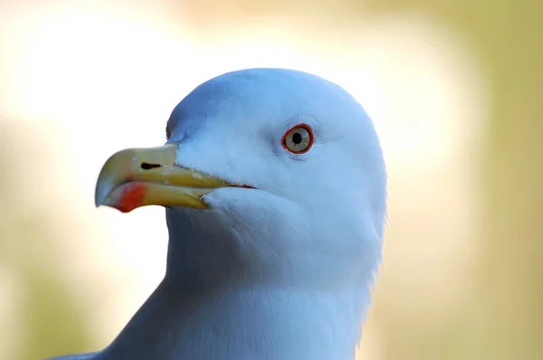 Fågelns utseende — Stockfoto