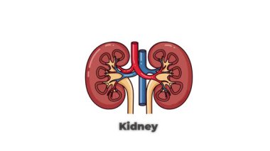 Böbrek Animasyon İnsan Organı Grafiği